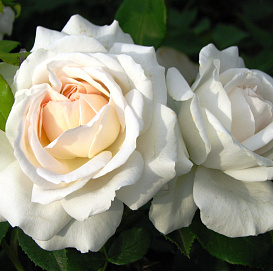 Роза 'Ариана де Ротшильд' (чайно-гибридная) (белая)