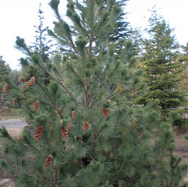 Сосна румелийская