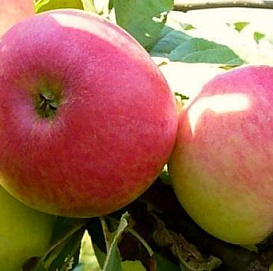 Яблоня домашняя 'Первый салют'