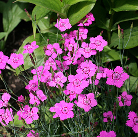 Гвоздика травянка 'Конфетти' (розовая)