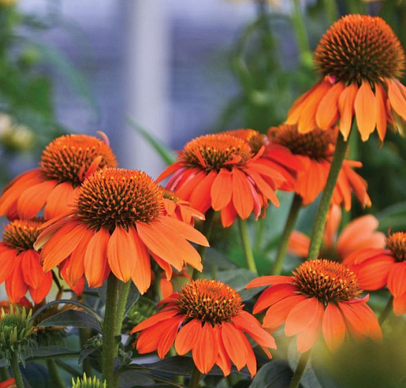 Эхинацея пурпурная 'Адоби Оранж'