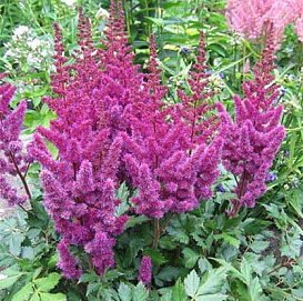 Астильба китайская 'Пурпуркерц' (пурпурная)