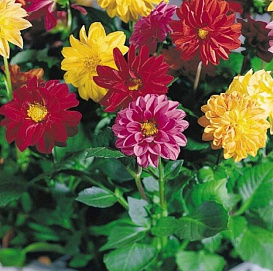 Георгина изменчивая 'Прайд Микс'