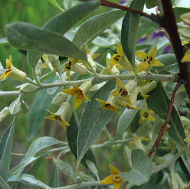 Лох узколистный (маслина)