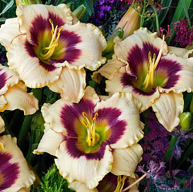 Лилейник гибридный 'Блуберри Кэнди'