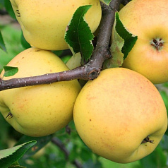 Яблоня домашняя 'Ананас'