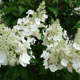 Гортензия метельчатая 'Уайт Леди'
