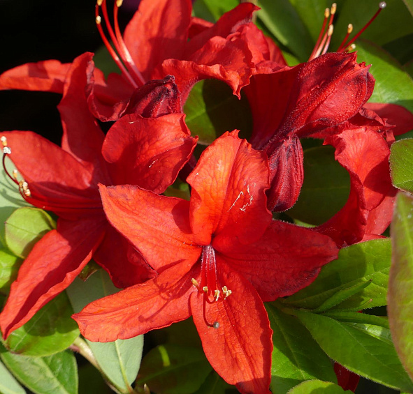Рододендрон желтый (азалия) 'Набукко' (красный)