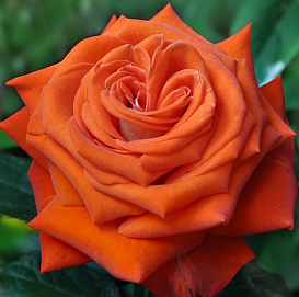 Роза 'Верано' (чайно-гибридная) (оранжево - красная)