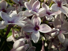 Сирень китайская 'Биколор' (белая)