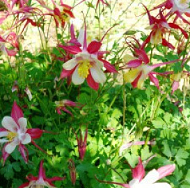 Аквилегия гибридная (водосбор) 'Маккана'