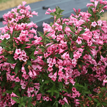 Вейгела цветущая 'Танго'