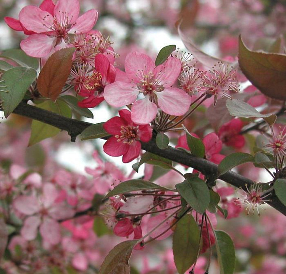 Яблоня декоративная 'Кокцинелла'