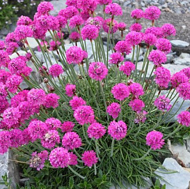 Армерия приморская 'Спленденс'