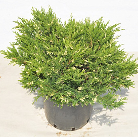 Можжевельник горизонтальный 'Андорра Вариегата'