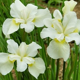 Ирис сибирский 'Уайт Свирл'