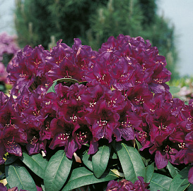 Рододендрон гибридный 'Полярнахт' (винно-пурпурный)