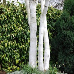 Береза полезная 'Доренбос' (Жакмона)