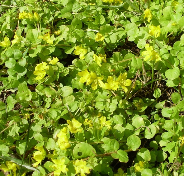 Вербейник монетчатый