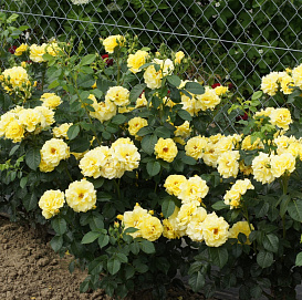 Роза 'Лихтконигин Лючия' (парковая) (желтая)