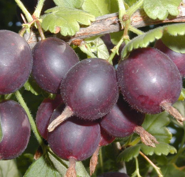 Йошта /гибрид смородины с крыжовником/