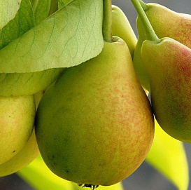 Груша 'Виктория'