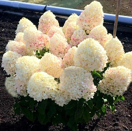 Гортензия метельчатая 'Шугар Раш'