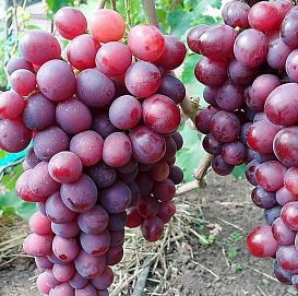 Виноград 'Памяти учителя'
