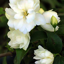 Чубушник 'Миннесота Сноуфлейк'