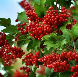 Калина обыкновенная 'Мария'