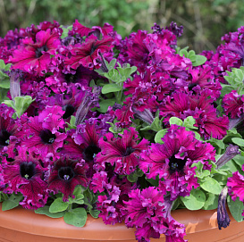 Петуния (сурфиния) бахромчатая 'Эспрессо Фраппе Руби' (темно-розовая)