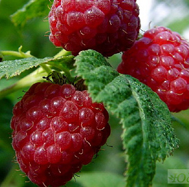 Малина 'Солнышко'