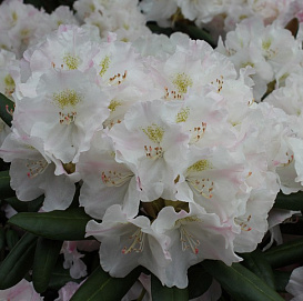 Рододендрон якушиманский 'Коихиро Вада' (розово-белые)