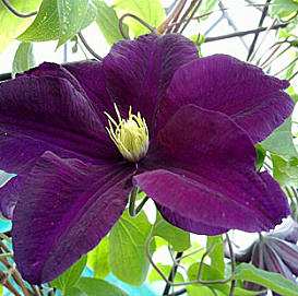 Клематис 'Варшавска Найк'