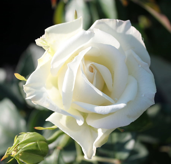 Роза 'Айл оф Уайт' (чайно-гибридная) (белая)