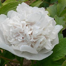 Пион древовидный (cнежная крепость) 'Ксуе Та' (белый)