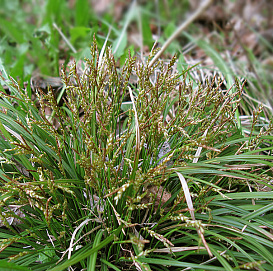 Осока пальчатая