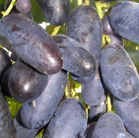 Виноград 'Велика'