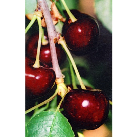 Черешня 'Ленинградская черная'