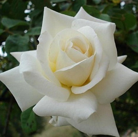 Роза 'Бланш Коломб' (плетистая) (белая)