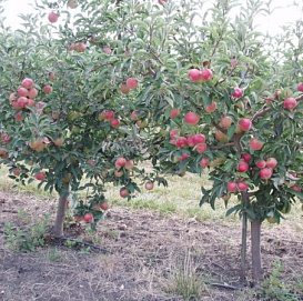 Яблоня карликовая 'Неженка'