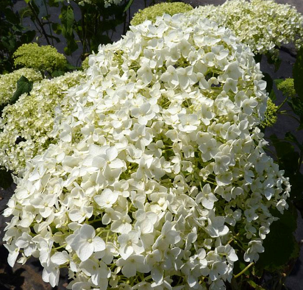 Гортензия древовидная 