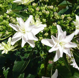 Гортензия крупнолистная 'Файервокс Уайт'