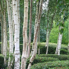 Береза полезная 'Жакмона'