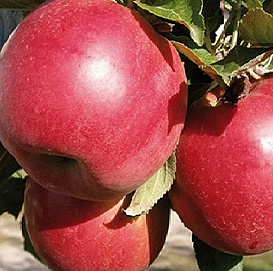Яблоня 'Красное ранее'