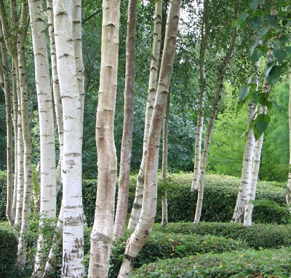 Береза полезная 'Жакмона'