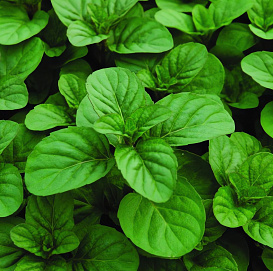 Мята перечная 'Оранж Фреш'