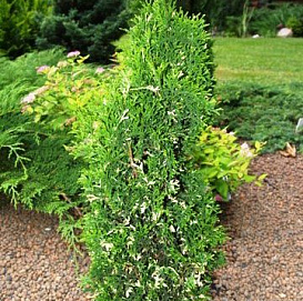 Туя западная 'Конфетти'