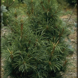 Сосна кедровая стланиковая 'Хлорекапа'
