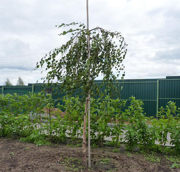 Береза повислая 'Юнги'